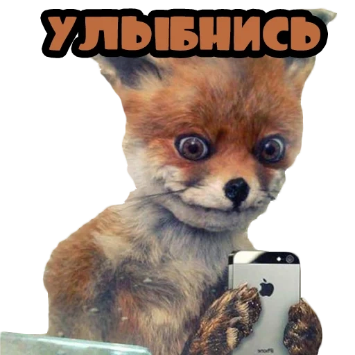 fox, scarecrow foxes, stubborn fox, mem of stubborn fox, stubbing the fox meme