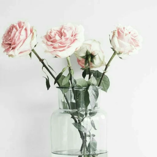vase de roses, roses avec blanc, roses vaza, roses roses, roses roses d'esthétique