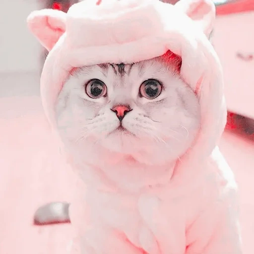 kucing lucu, kucing merah muda, kucing nyashny, kucing pinterik, kostum kucing lucu