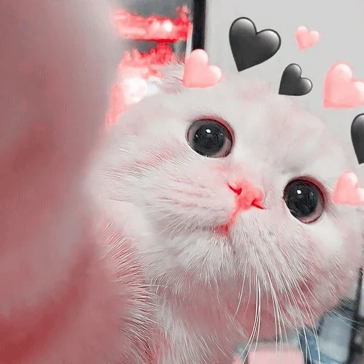 byabyabi cat, gatti carini, catto memico carino, gatti carini, un gatto con guance rosa
