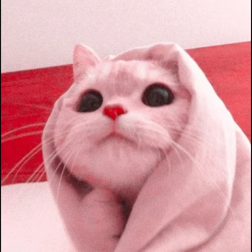 cat, cats, seal, lovely seal, cute cat meme