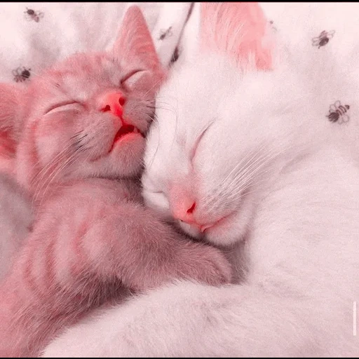 gatos, gatinhos fofos, gatos, os gatos são pequenos fofos, gatos fofos abraçam picchi