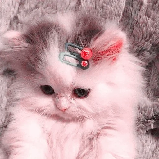 gato, lindo sello, gatito peludo, gatito encantador, hermosa imagen de sello