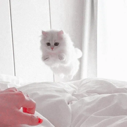 gato, gato blanco, gatito blanco, gato peludo, gatito peludo