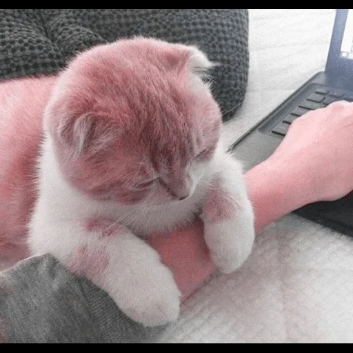 perro marino, gatito, los perros marinos son ridículos, lindo gato es divertido, linda mascota