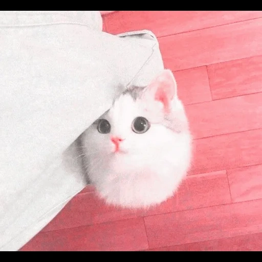 gato lindo, lindo sello, lindo modelo de gato, pequeño sello, no puedo rechazar los ojos