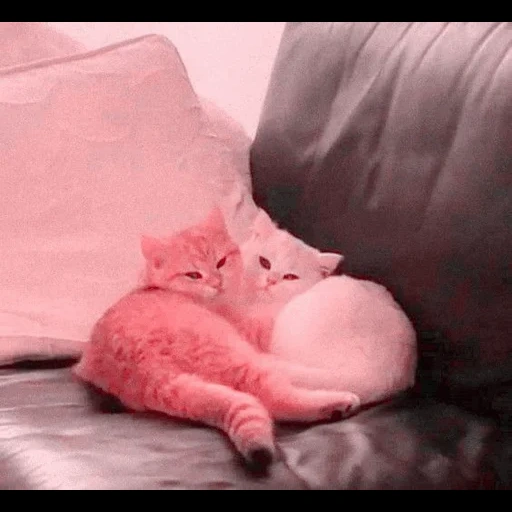 кот, котик, кошка, милые котики, this could be us