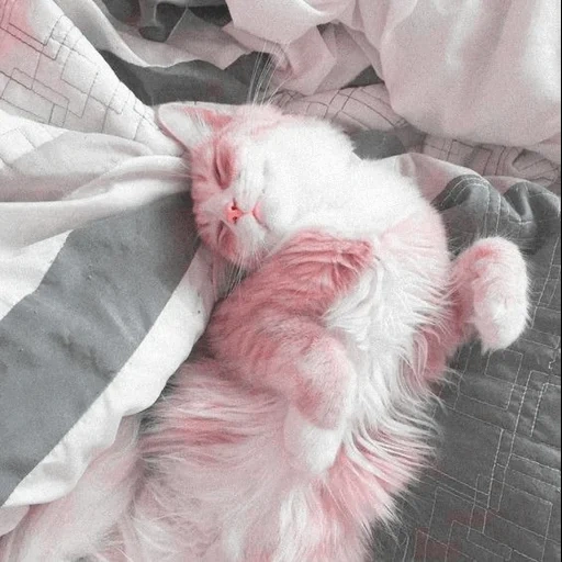 кот, кошка, розовый кот, спящий котенок, очаровательные котята
