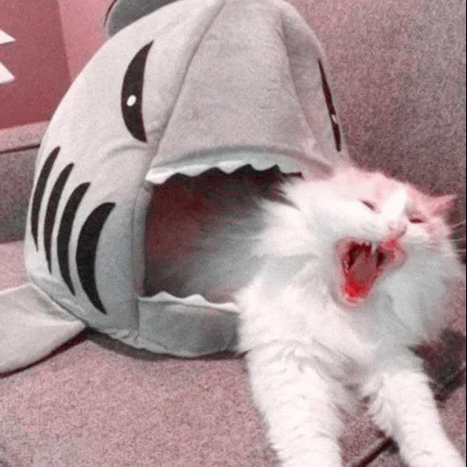 gato, memes de gatos, gatos engraçados, os gatos são engraçados, o gato é uma fantasia de tubarão