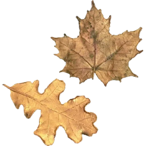 лист клена, кленовый лист, кленовый лист осенью, осенний кленовый лист, школьный кленовый лист