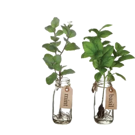 домашнее растение, комнатные растения, горшечные растения, waterplanten растение, the green bottle garden