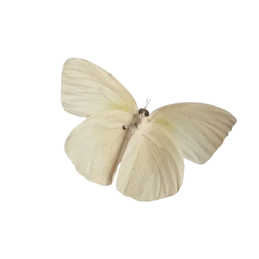 бабочка, бабочка серая, бабочка белая, бежевые бабочки, бежевая бабочка эстетика
