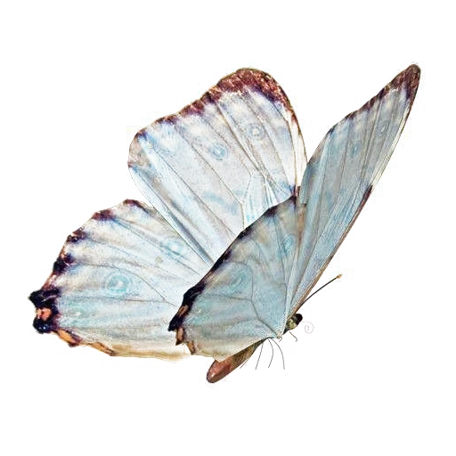 бабочка синяя, голубая бабочка, бабочка прозрачная, белые бабочки белом фоне, бабочка mariposa butterfly