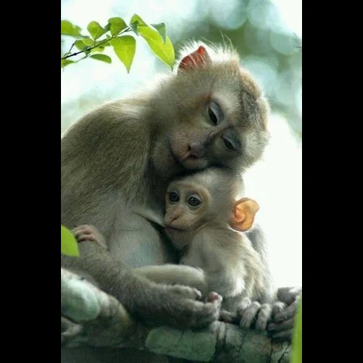 monkey, protect, обезьянки, baby monkey, животные детеныши