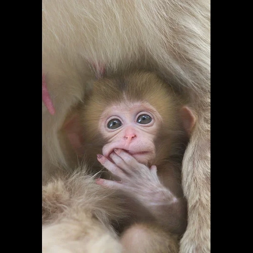 monkey, robert macaque, sprouting monkey, monkeys are cute, cute monkey bear