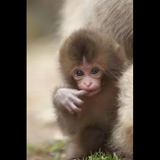 monkey, baby macaque, baby monkey, domestic monkey, little monkey