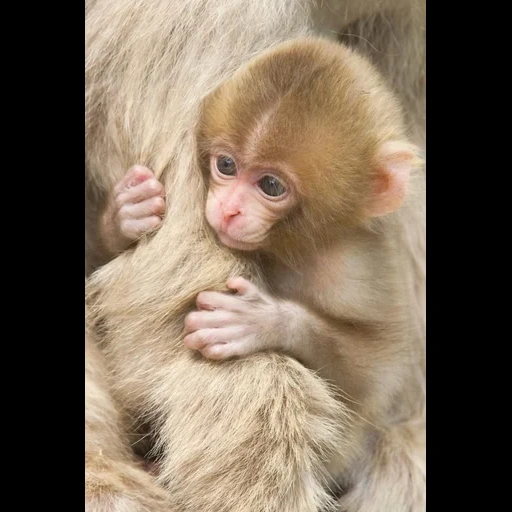 singes, bébé makaku, deux singes, bébé singe, singe
