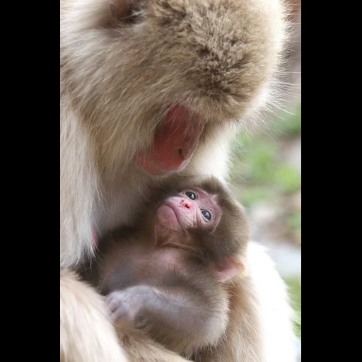a ridiculous animal, baby monkey, funny animals, animal cubs, lovely animal cubs