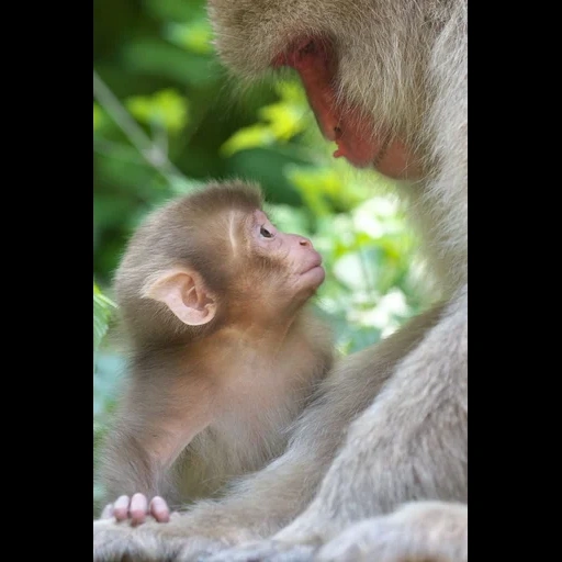 обезьянки, baby monkey, две обезьянки, домашние обезьянки, милые детеныши животных