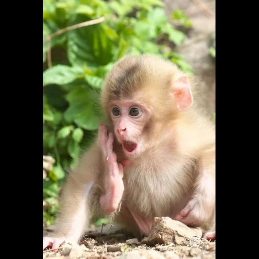 cub de makaku, singe, monkeys drôles, belle maison de singes, petits singes mignons