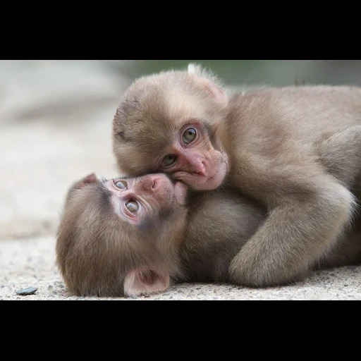 mono, dos monos, mono meng, bebé mono, dos lindos monos
