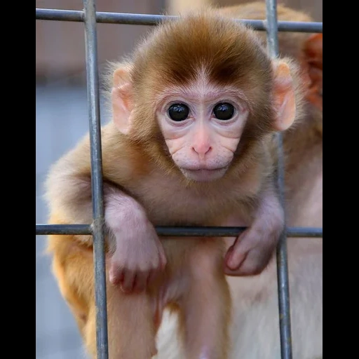 обезьянки, baby monkey, обезьяна детеныш, домашние обезьянки, смешные обезьянки monkey judy