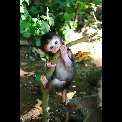 cámara, monkey, niños, pequeño mono, animal alegre