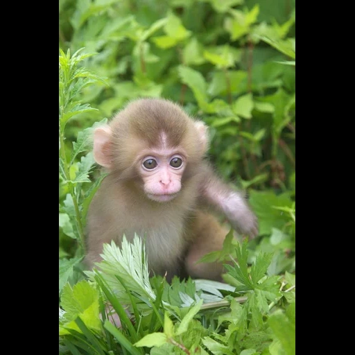 mono, mono lindo, bebé mono, mono doméstico, mono de belleza