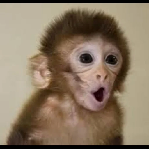 mono, pequeño mono, monkey sorprendido, pequeño mono, mono sorpresa