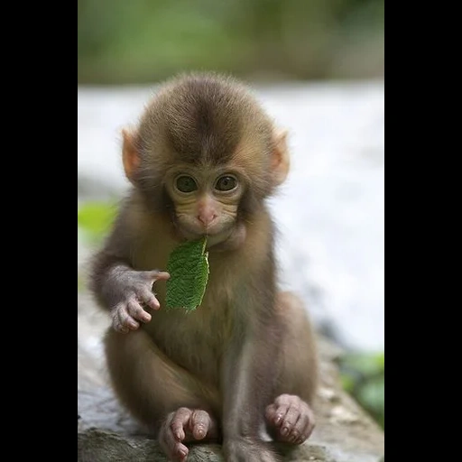 mono, mono, bebé mono, mono divertido, pequeño mono