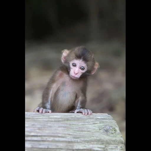 лисята, милая обезьянка, обезьяна маленькая, обезьянка маленькая, милые обезьянки 800 800