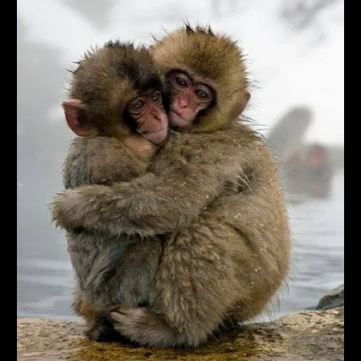giorno dell'abbraccio, abbracci divertenti, le scimmie abbracciano, le scimmie abbracciano, piccole scimmie abbracciano