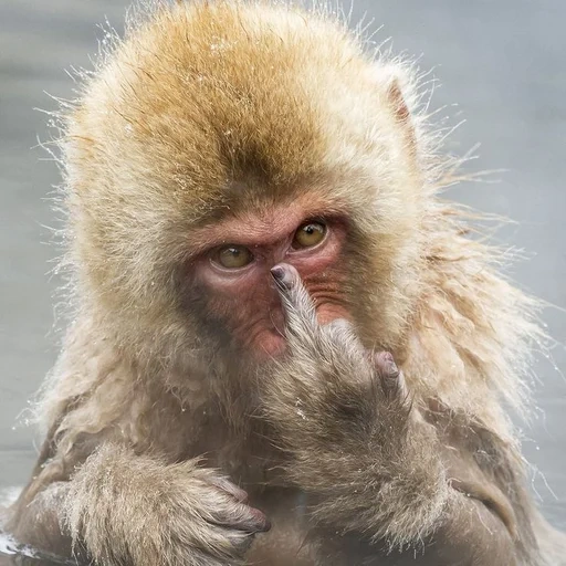 macaco makaku, macaco orgulhoso, animais engraçados, macaco ofendido, macaco insatisfeito