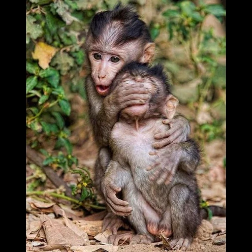 animal, mono, chimpancé, bebé mono, mono divertido