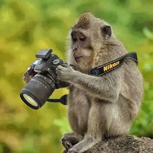 seekor monyet, selfie monyet, hewan lucu, hewan itu lucu, kamera monyet