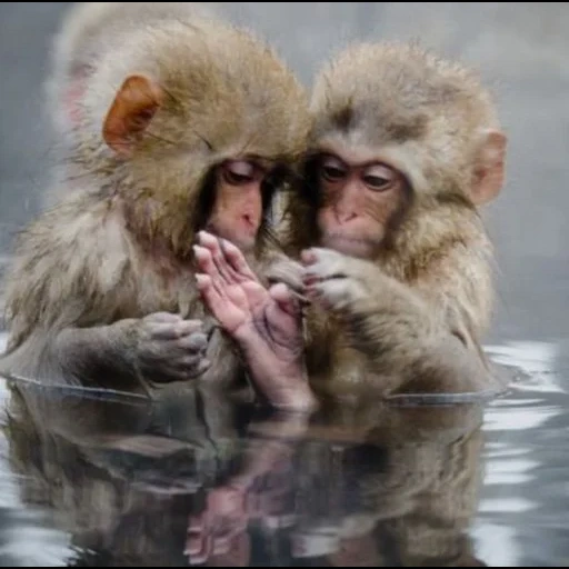 toque, primate, singes, deux singes, macaques japonais