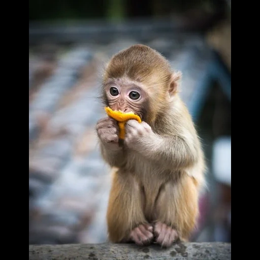 agustus, seekor monyet, monyet kuning, monyet makan, monyet buatan sendiri