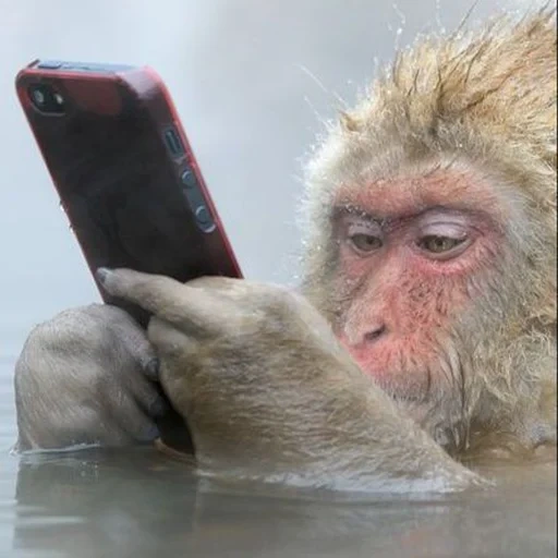 monkey makaku, makaku per telefono, telefono scimmia, telefono scimmia, telefono scimmia con un meme