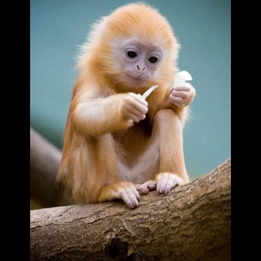 обезьянки, милые обезьяны, милые обезьянки, маленькая обезьяна, красивые обезьянки