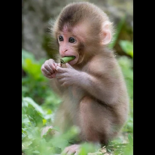 monyet, makaki cub, bayi monyet, bayi monyet, simpanse kecil
