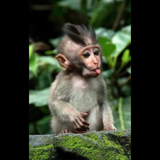 mono, mono macaco, macaca javanesa, mono alegre, mono doméstico