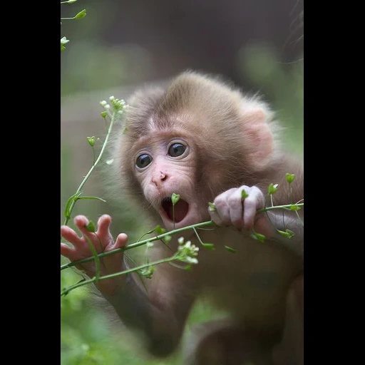 singes, kanibadam, beaux singes, singe makaku, les singes sont mignons