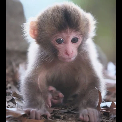 scimmie, makaku cub, monkey cub, la scimmia è piccola, bella scimmie a casa