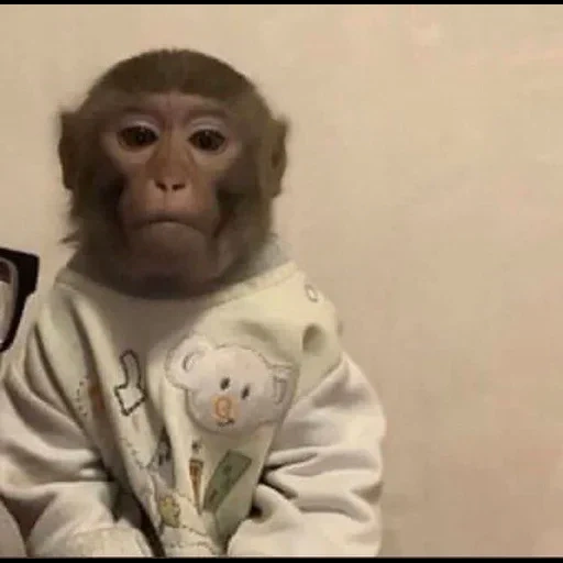 mono, mono, mono manual, macaca mono, mono doméstico