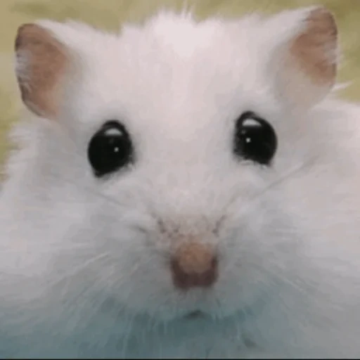 le hamster est blanc, hamster dzungare, le hamster syrien est blanc, le hamster jungarian blanc, le hamster dzungare est blanc