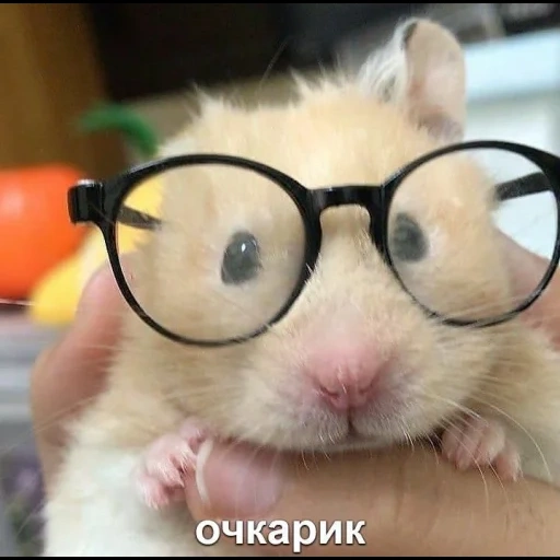 hamster shock, the hamster is funny