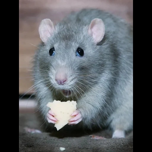 rata, rata, el ratón de la salchicha, las ratas son pequeñas, salchicha ratón rrisk irisk