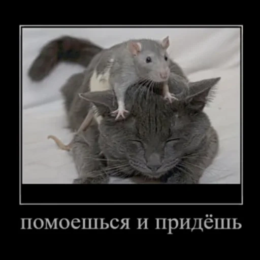 rat de chat, deux rats, un chat avec une souris, inscriptions des chats, chats drôles avec des inscriptions de souris
