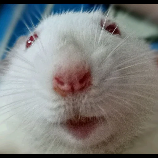 rata blanca, nariz de rata, ratas caseras, animales bonitos, rata blanca con ojos rojos