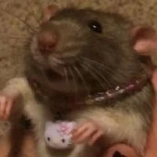 rata, rata del ratón, rata dambo, animal de rata, ratas pequeñas